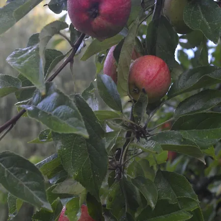 بيت للعطل Cozy Getaway Holse *